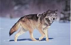 Yellowstone Wolf