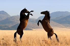 Wild Horse Roundup