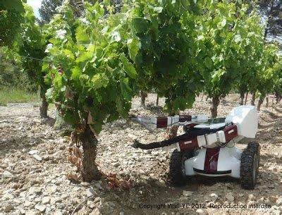 Grape Picking Robot