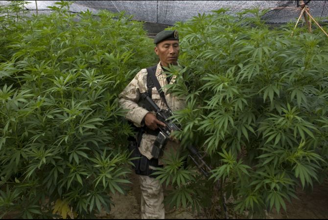 mexico and marijuana