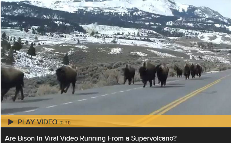 Bison Running Supervolcano