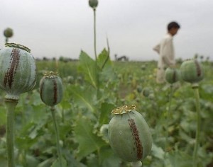Poppy Cultivation