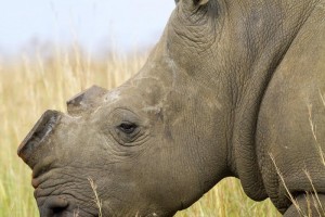 rhino-poaching