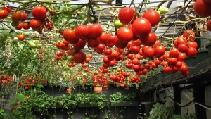 hydroponic-tomato-and-drug-raid