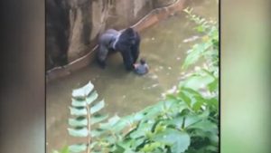 harambe-Gorilla