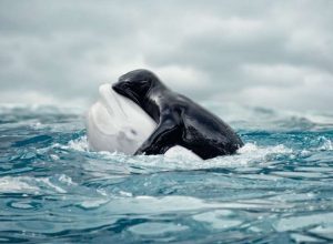 seal whale