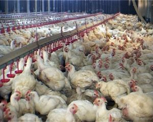 intensive animal farming
