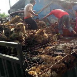 lychee dog meat festival